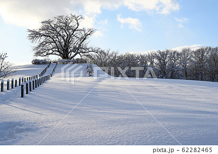 冬　雪化粧の一本桜 62282465