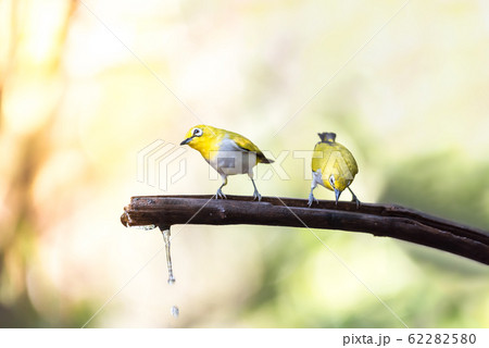 Bird (Oriental White-eye) in the nature wild 62282580