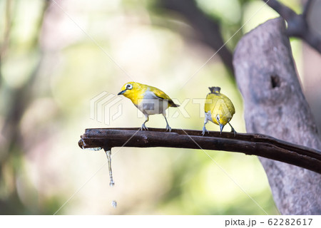 Bird (Swinhoes White-eye) in the nature wild Bird (Swinhoes White-eye) in the nature wild 62282617
