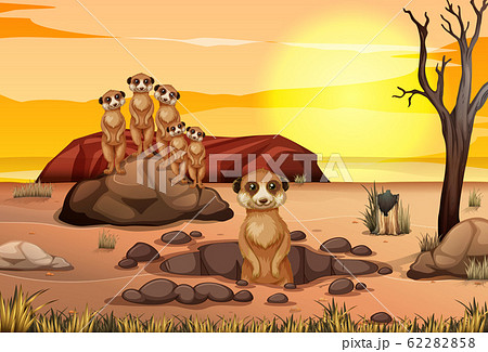 Scene With Meerkat Living Together In The Savannahのイラスト素材