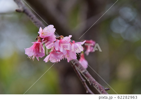 緋寒桜の開花 62282963