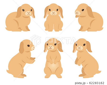 ロップイヤーのウサギのイラストセットのイラスト素材 62283162 Pixta
