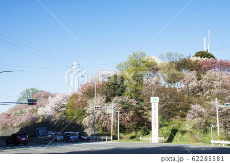 幸田文化公園　しだれ桜 62283381
