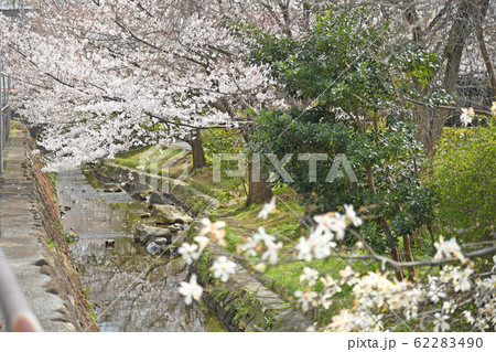 川崎市中原区　二ヶ領用水　武蔵小杉付近の桜 62283490
