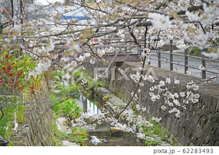 川崎市中原区　二ヶ領用水　武蔵小杉付近の桜 62283493