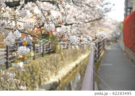 川崎市中原区　二ヶ領用水　武蔵小杉付近の桜 62283495