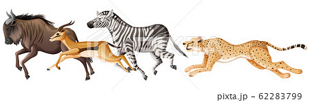 Many african animals running on white background Many african animals running on white background 62283799