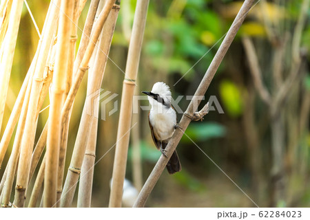 Bird (White-crested Laughingthrush) in nature wild Bird (White-crested Laughingthrush) in nature wild 62284023