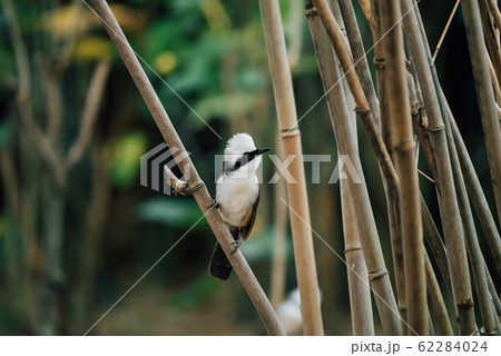 Bird (White-crested Laughingthrush) in nature wild Bird (White-crested Laughingthrush) in nature wild 62284024