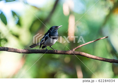 Bird (Oriental magpie-robin) in a nature wild Bird (Oriental magpie-robin) in a nature wild 62284034