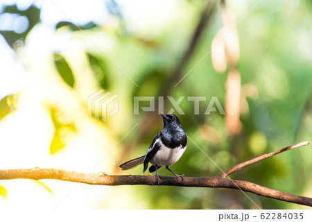 Bird (Oriental magpie-robin) in a nature wild 62284035