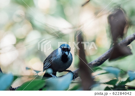 Bird (Black-throated Laughingthrush) in nature Bird (Black-throated Laughingthrush) in nature 62284042