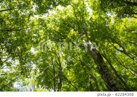 新緑の森 62284308