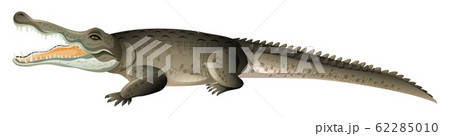 Wild crocodile with sharp teeth on white 62285010