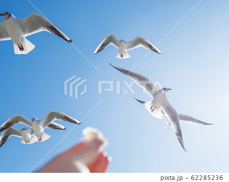 Seagull is trying to snatch a piece of bread from the woman's hand. Feeding birds. Bright blue sky on background. Seagull is trying to snatch a piece of bread from the woman's hand. Feeding birds. Bright blue sky on background. 62285236