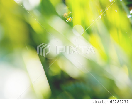 Sun shines through palm tree leaves. Tropical tree with fresh green foliage. Natural defocused background. Sun shines through palm tree leaves. Tropical tree with fresh green foliage. Natural defocused background. 62285237
