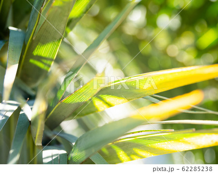 Sun shines through palm tree leaves. Tropical tree with fresh green foliage. Sun shines through palm tree leaves. Tropical tree with fresh green foliage. 62285238
