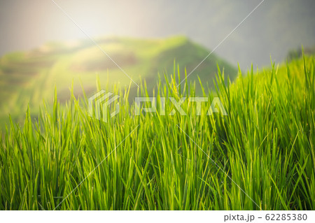 Close up of a growing rice Close up of a growing rice 62285380