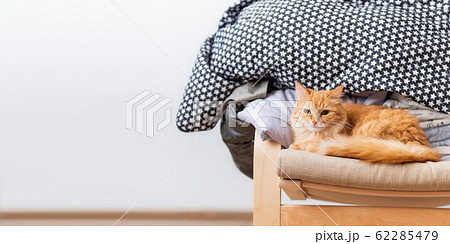 Cute ginger cat is lying on beige chair. Pile of crumpled clothes behind fluffy pet. White background with copy space. 62285479