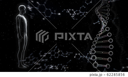 人体 骨 メディカル 人間 体 医療 医学 科学 頭蓋骨 レントゲン 3D イラスト CG 背景 人体 骨 メディカル 人間 体 医療 医学 科学 頭蓋骨 レントゲン 3D イラスト CG 背景 62285856