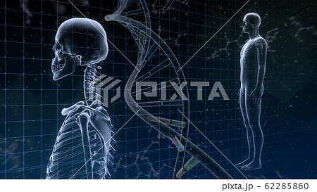 人体 骨 メディカル 人間 体 医療 医学 科学 頭蓋骨 レントゲン 3D イラスト CG 背景 人体 骨 メディカル 人間 体 医療 医学 科学 頭蓋骨 レントゲン 3D イラスト CG 背景 62285860