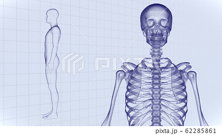 人体 骨 メディカル 人間 体 医療 医学 科学 頭蓋骨 レントゲン 3d イラスト Cg 背景のイラスト素材
