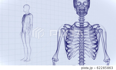 人体 骨 メディカル 人間 体 医療 医学 科学 頭蓋骨 レントゲン 3d イラスト Cg 背景のイラスト素材