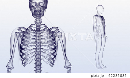 人体 骨 メディカル 人間 体 医療 医学 科学 頭蓋骨 レントゲン 3d イラスト Cg 背景のイラスト素材