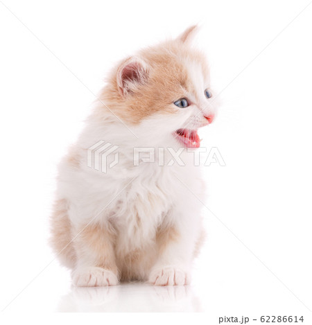 A true friend. Cat is isolated on white A true friend. Cat is isolated on white 62286614