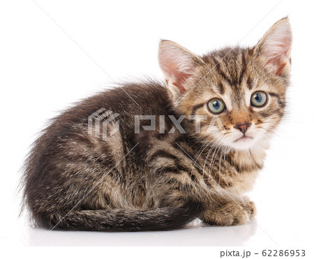 A little brown kitten with green eyes sits and A little brown kitten with green eyes sits and 62286953
