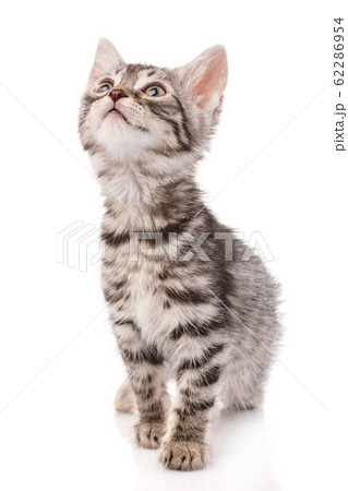Small gray kitten isolated on white background. Small gray kitten isolated on white background. 62286954