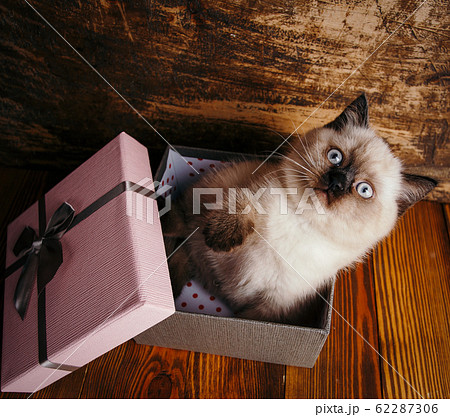 Scottish straight cat cream color. Scottish 62287306