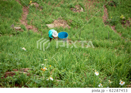 Farmer on the mountain slope Are working in their Farmer on the mountain slope Are working in their 62287453