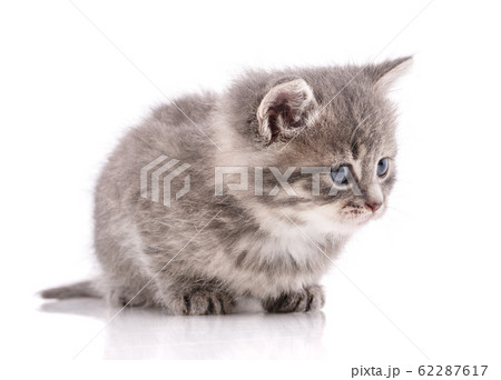 Happy cat on a white background. A frustrated cat 62287617