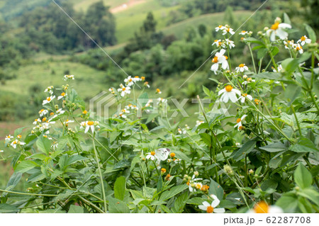 Small white flowers on the mountains in the 62287708