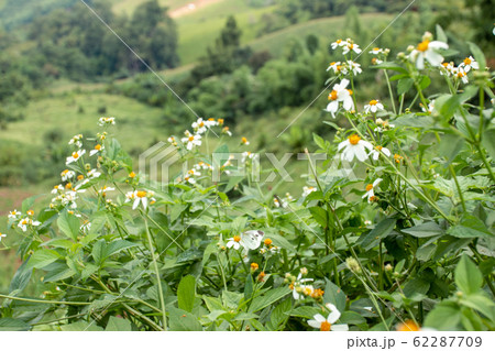 Small white flowers on the mountains in the Small white flowers on the mountains in the 62287709