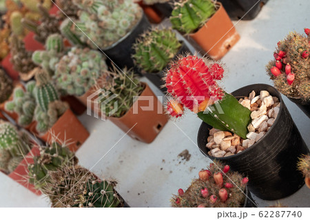 Gardening in the house and decorating tips that 62287740