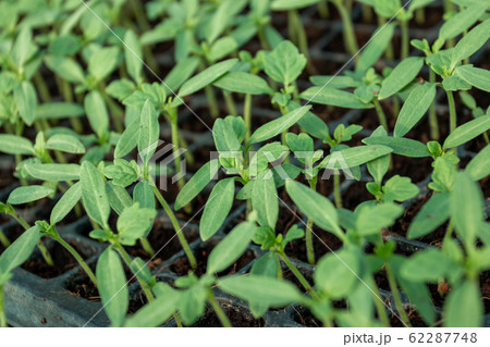 Gardening in the house Small plantings in the Gardening in the house Small plantings in the 62287748