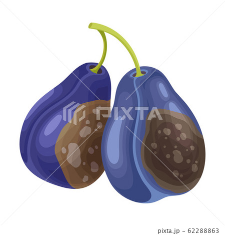 Spoiled and Rotten Mango Fruit with Skin - Stock Illustration [62288874]  - PIXTA