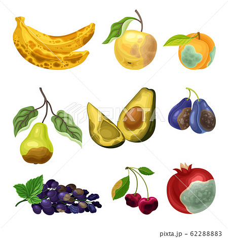 Spoiled and Rotten Mango Fruit with Skin - Stock Illustration [62288874]  - PIXTA