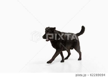 Studio shot of black labrador retriever isolated on white studio background Studio shot of black labrador retriever isolated on white studio background 62289094