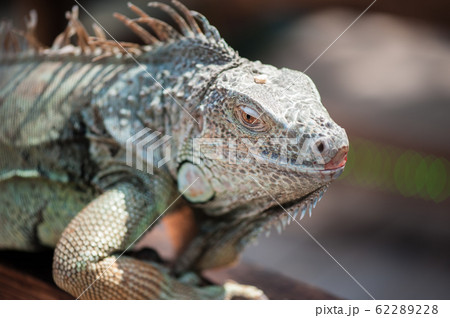 A Male Green Iguana Or American Iguana With Spinesの写真素材