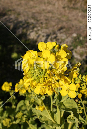 菜の花 62290285