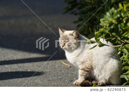 白い猫 白い猫 62290873