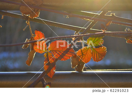 紅葉 葉 植物 紅葉 葉 植物 62291023