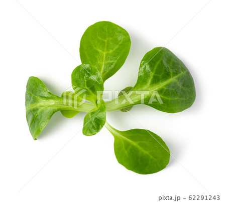 Corn Salad Leaves 62291243