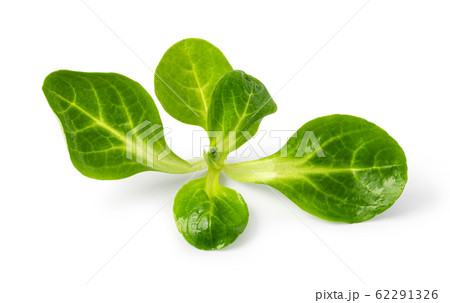 Corn Salad Leaves 62291326