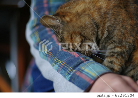 甘える猫 62291504
