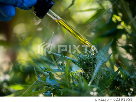 Close-up images of medicine drops, marijuana medicine, biological and ecology, medicinal plants, cbd oil from bottles, herbal treatment, alternative medicine 62291959