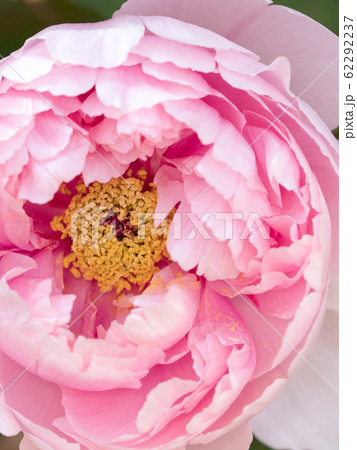 冬ぼたん 62292237